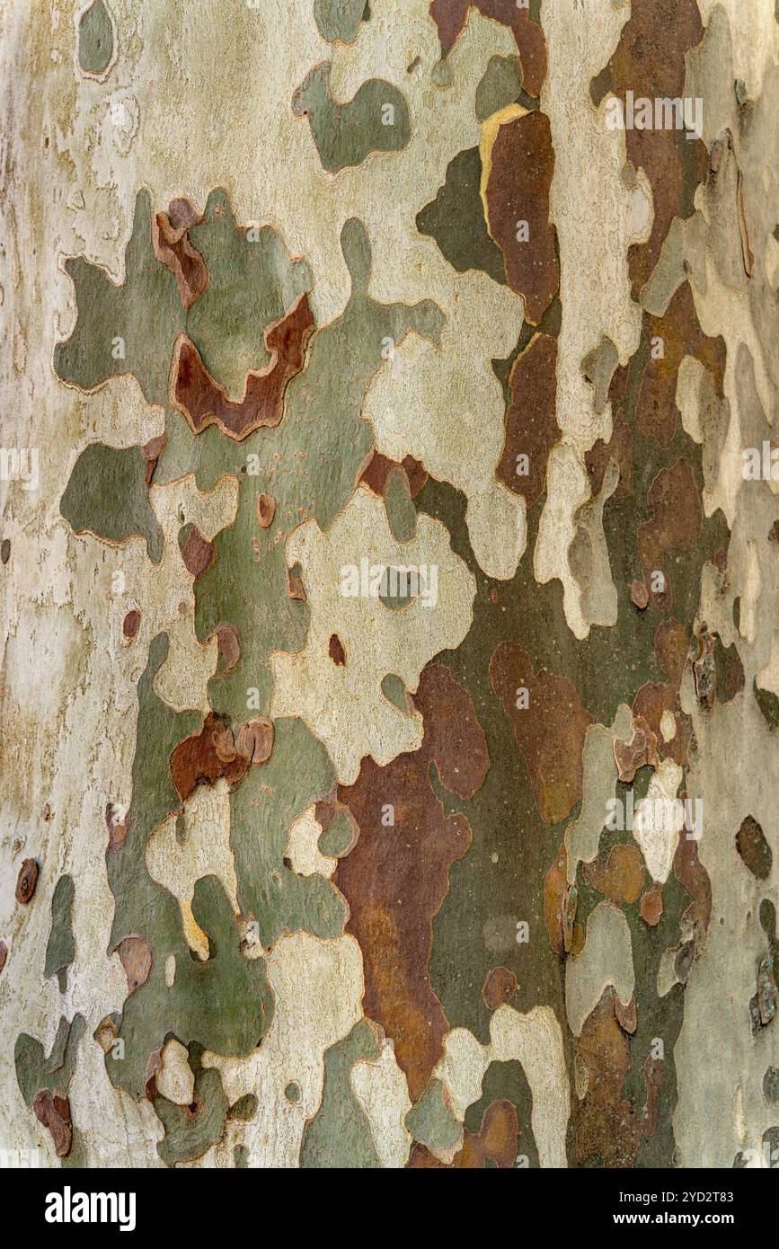 Gros plan plein cadre montrant l'écorce d'un platane Banque D'Images