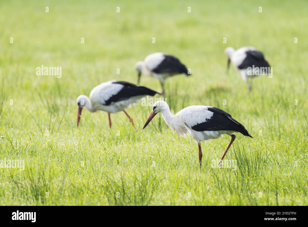 Cigognes blanches (Ciconia ciconia) buvant dans un pré tôt le matin, perles de rosée sur l'herbe, basse-Saxe, Allemagne, Europe Banque D'Images