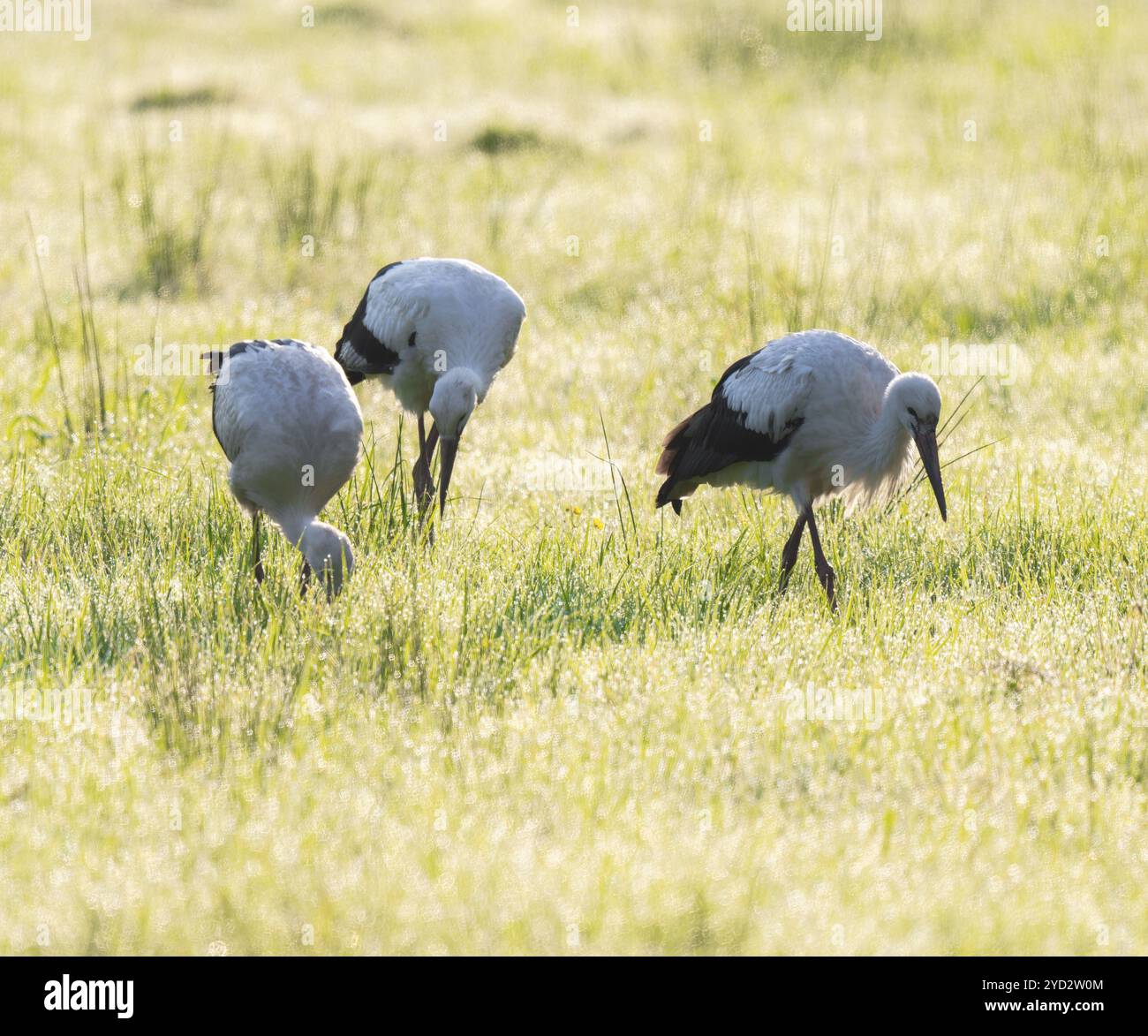 Cigognes blanches (Ciconia ciconia) buvant dans un pré tôt le matin, perles de rosée sur l'herbe, basse-Saxe, Allemagne, Europe Banque D'Images
