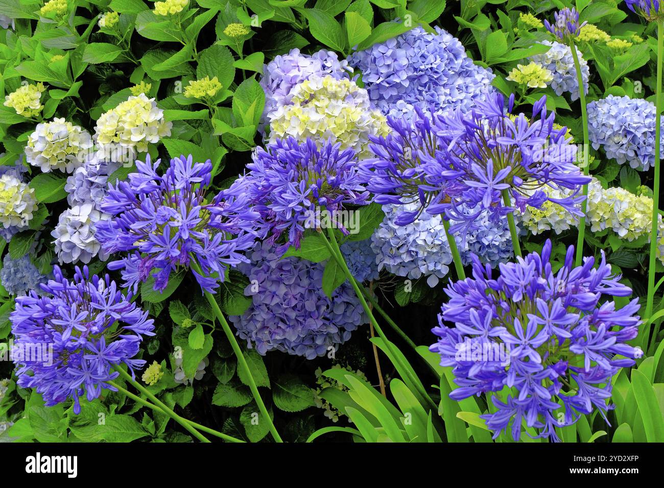 Lis bleu (Agapanthus afrikanus) gros plan, fleur, île de Madère Banque D'Images