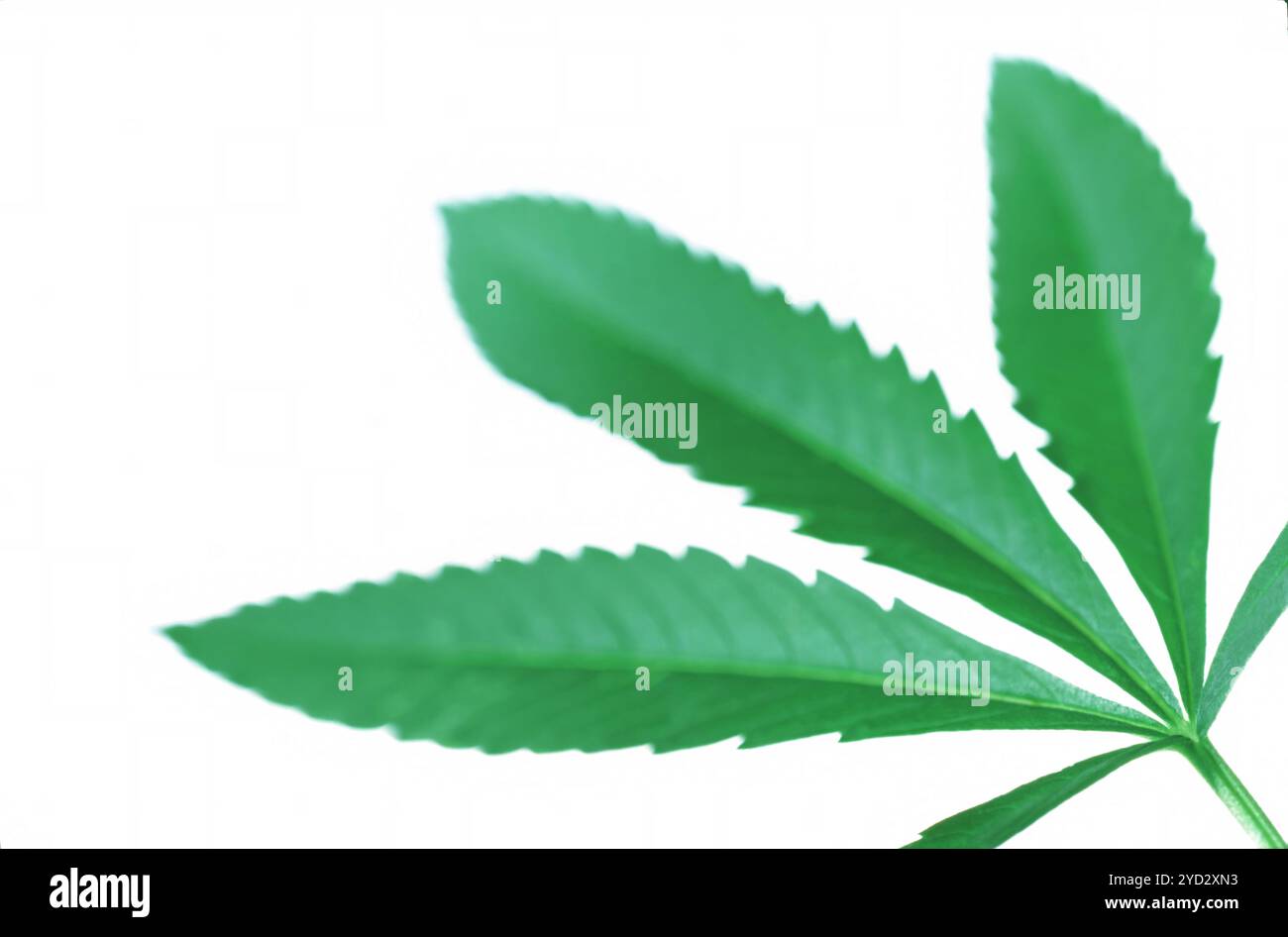 Détail des feuilles de cannabis d'une plante de marijuana sur fond blanc Banque D'Images