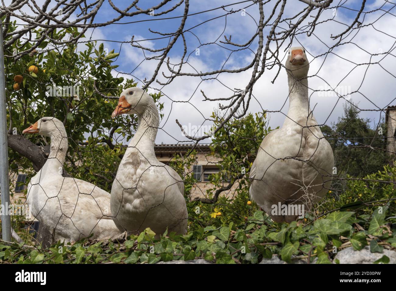 Vue rapprochée de trois oies aux yeux bleus derrière le fil de poulet dans un jardin verdoyant Banque D'Images