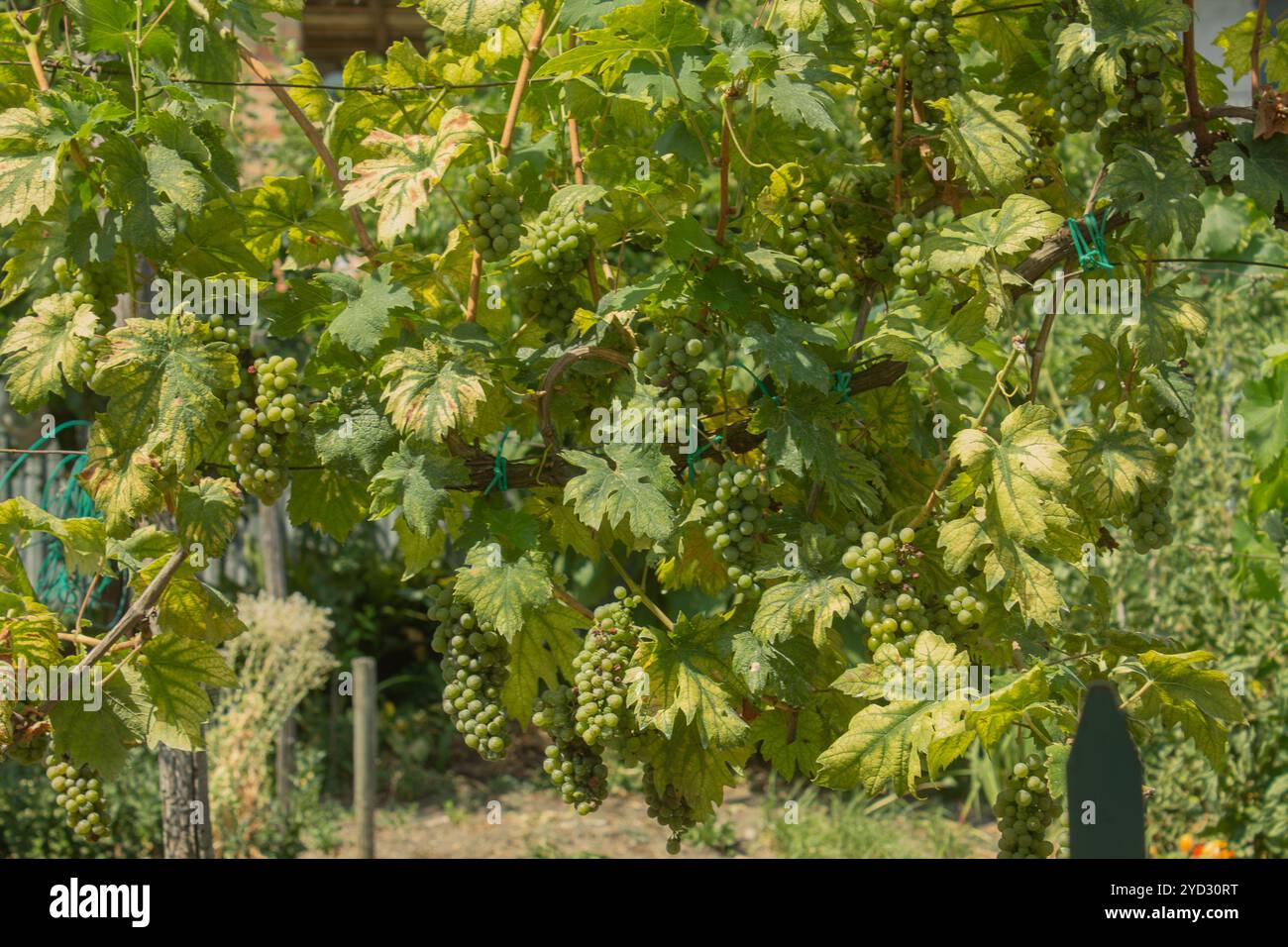 Les vignes et les arbustes avec des feuilles de raisin vert et des branches et des fruits poussant dans la campagne italienne en été pendant les journées ensoleillées Banque D'Images