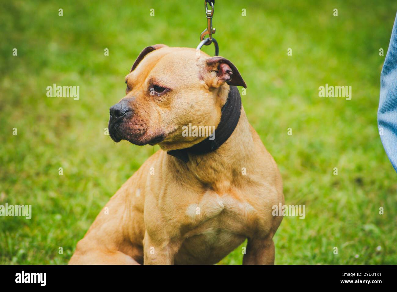 Fawn Pit Bull Terrier Banque D'Images