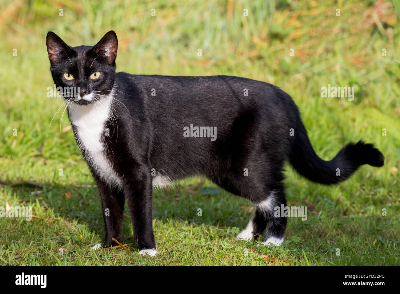 Chat domestique noir et blanc sur pelouse de jardin Banque D'Images