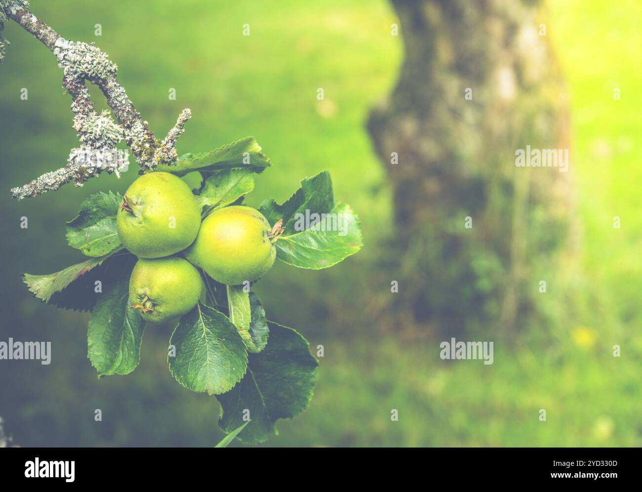 Détail de pommes vertes qui poussent sur un arbre Aple dans un verger en été avec copie Espace Banque D'Images