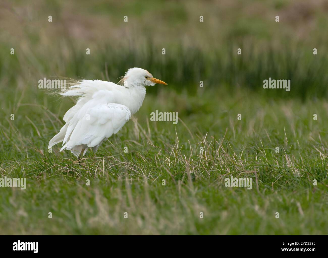 Aigrette à bovins (Bubulcus ibis) sur prairie dans le Norfolk Banque D'Images