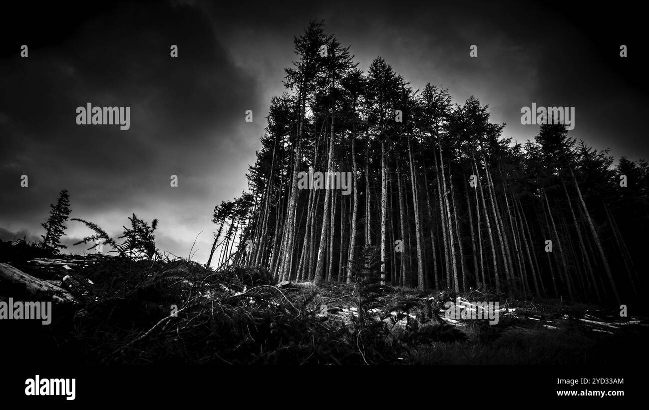 Noir et image d'Une forêt effrayante au crépuscule Banque D'Images