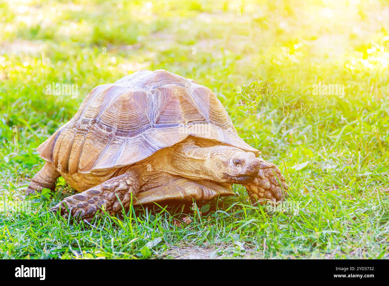 Une grosse tortue rampant sur l'herbe. Animal lent. Un animal dans la nature. Tortue sur l'herbe. Un animal dans une coquille. Nature. Artic Banque D'Images