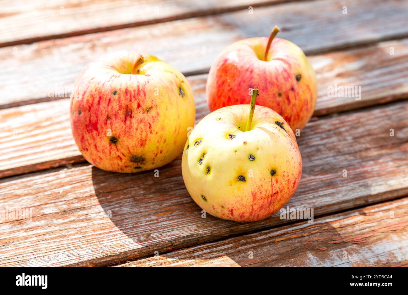Trois pommes sur la vieille table en bois altérée Banque D'Images