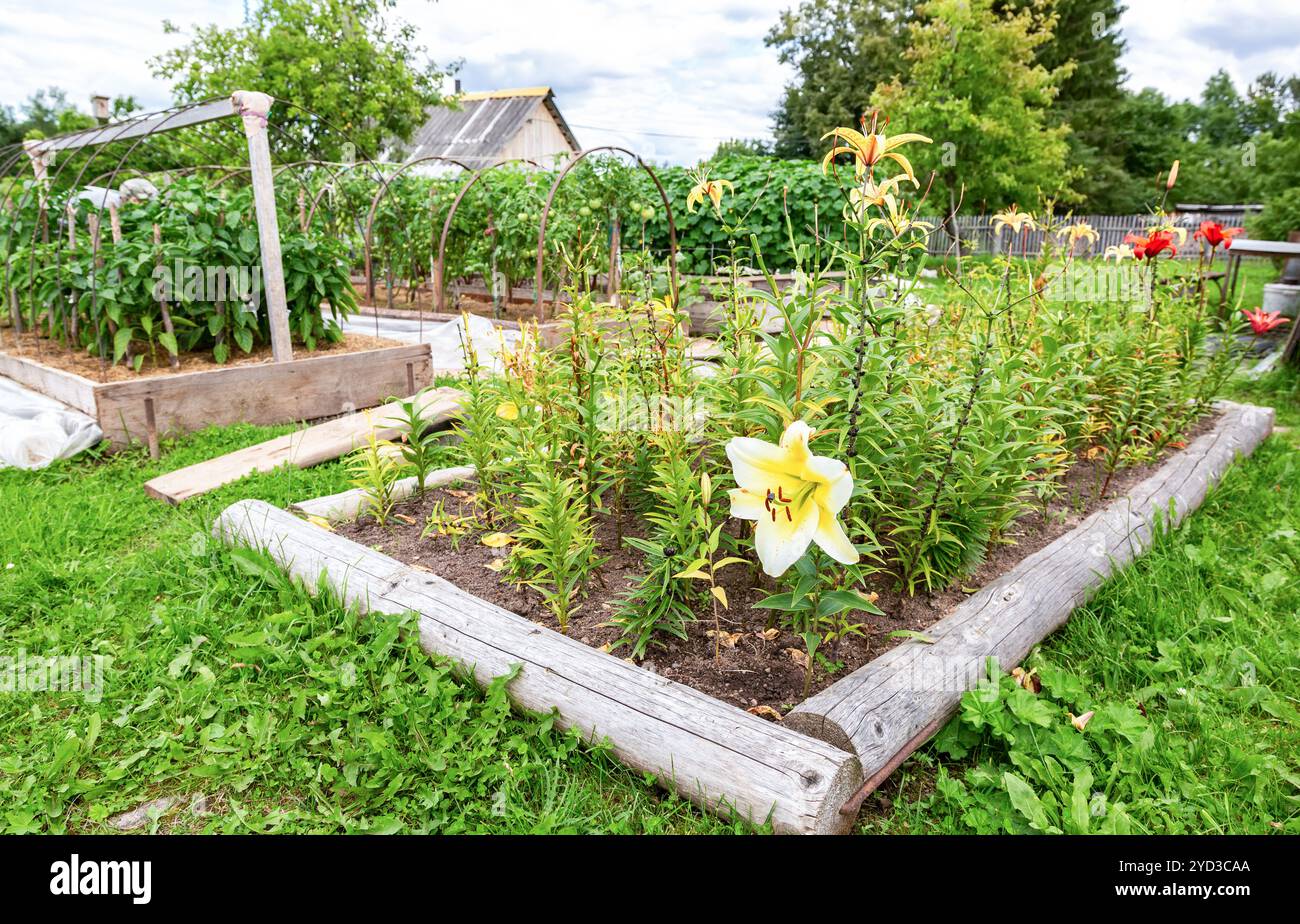 Les fleurs et les légumes poussent au potager Banque D'Images