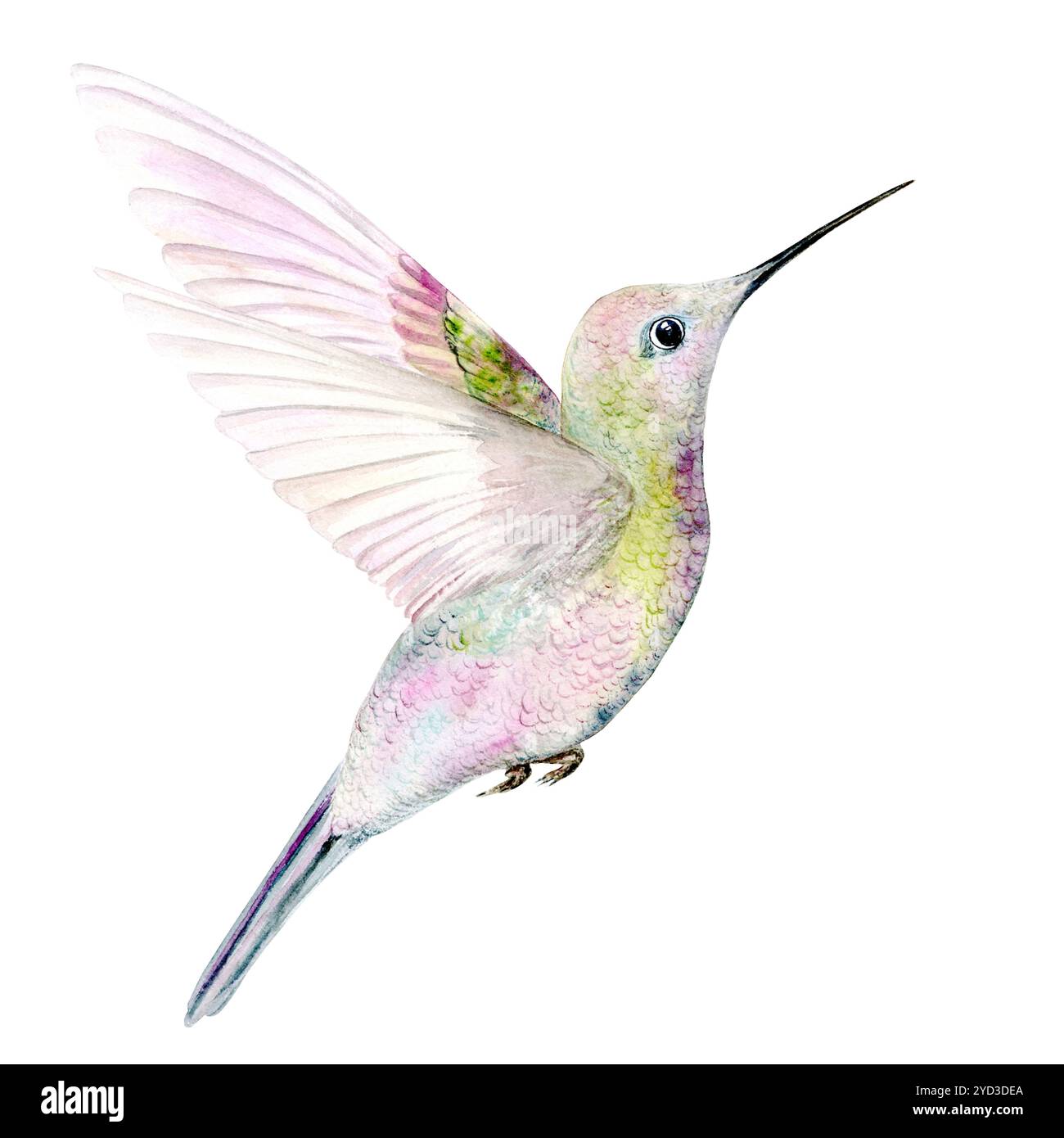 Little Hummingbird. Illustration aquarelle dessinée à la main sur un fond blanc. Convient pour encadrer des dessins, des cartes et des textiles Banque D'Images