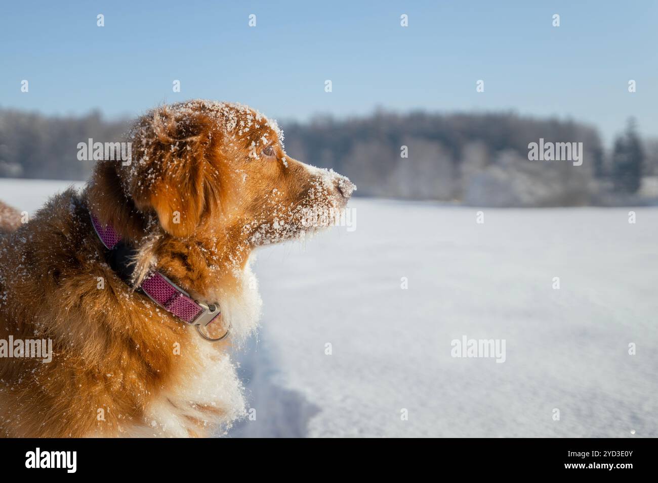 Chien heureux pendant la promenade dans la neige profonde. Nouvelle-Écosse Duck Tolling Retriever dans un paysage enneigé. Banque D'Images