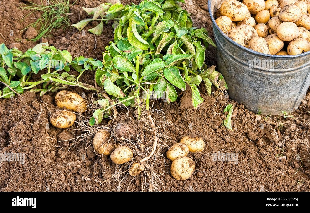 Pommes de terre fraîchement creusées dans un seau en métal sur le terrain Banque D'Images
