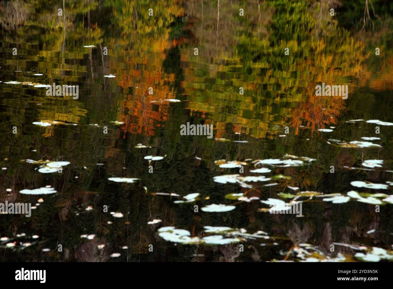 Réflexions automnales dans le lac Skomardiket, Bergen, Norvège. Banque D'Images