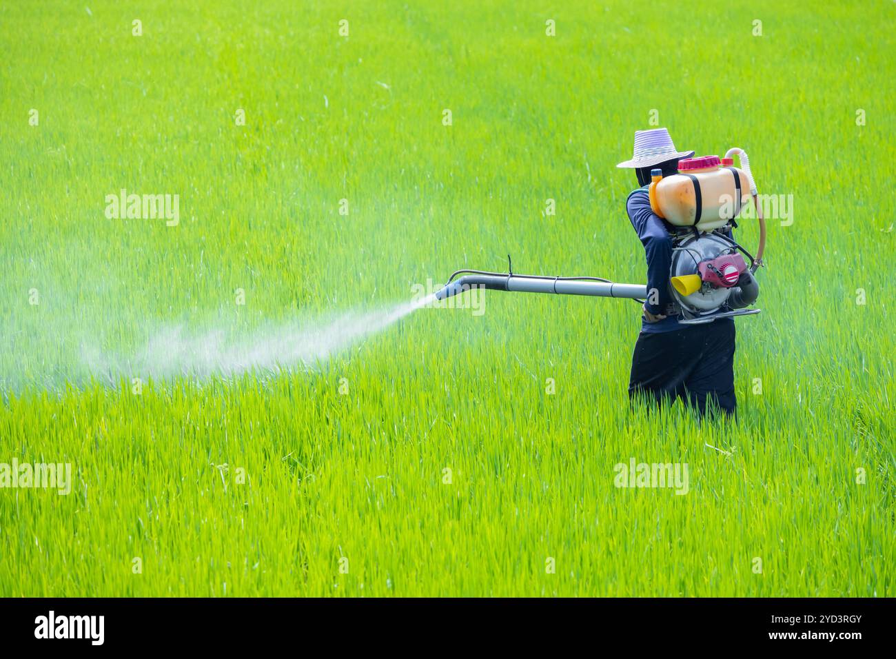 Engrais liquide pulvérisé pour fermier. Lutte antiparasitaire à l'aide d'un produit chimique dangereux dans une usine agricole. Applique un pesticide toxique sur un champ de riz vert. Banque D'Images