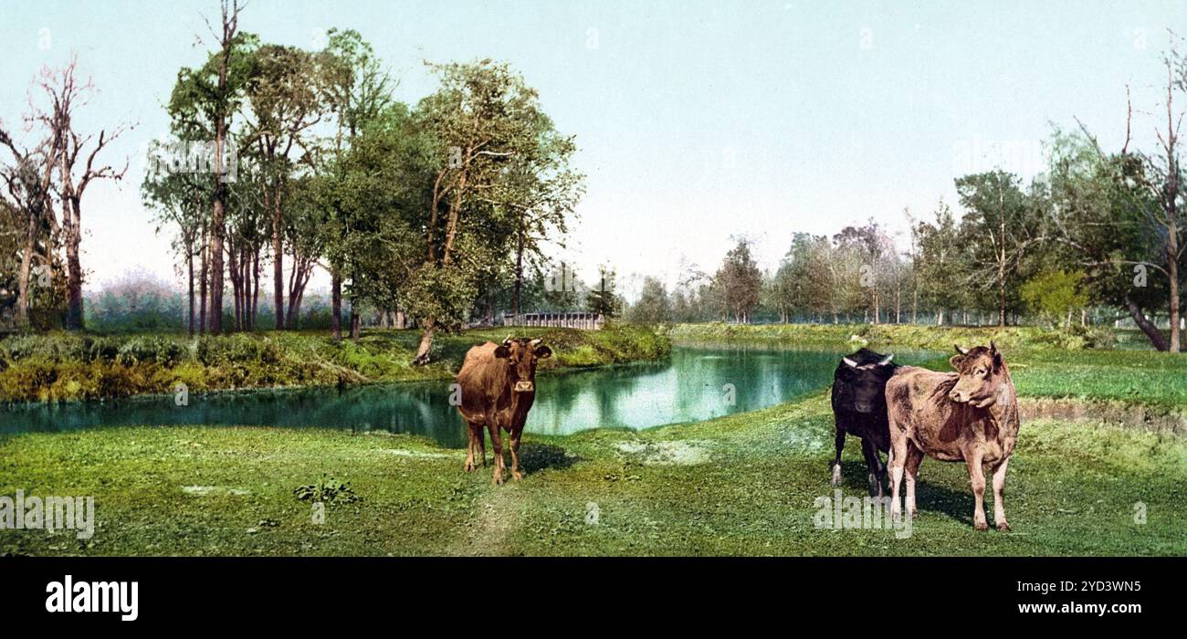 Eine schöne Weide in der Nähe von Montreal, Kanada, digital restaurierte Reproduktion eines Originals aus dem 19. Jahrhundert, Aufnahmedatum nicht angegeben, Un agréable pâturage près de Montréal, Canada, reproduction restaurée numériquement à partir d'un original du XIXe siècle, date d'enregistrement non indiquée Banque D'Images Eine schöne Weide in der Nähe von Montreal, Kanada, digital restaurierte Reproduktion eines Originals aus dem 19. Jahrhundert, Aufnahmedatum nicht angegeben, Un agréable pâturage près de Montréal, Canada, reproduction restaurée numériquement à partir d'un original du XIXe siècle, date d'enregistrement non indiquée Banque D'Images