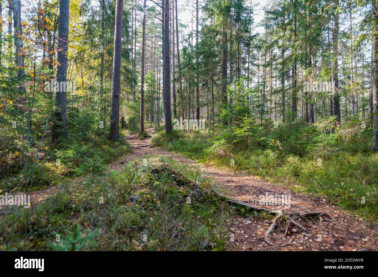 Pont en bois à travers le marais. Purezer nature Trail, Lettonie. Banque D'Images