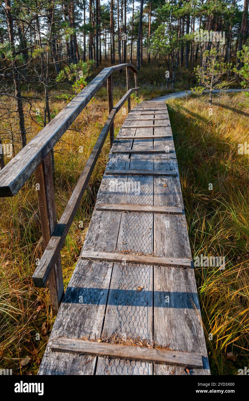 Pont en bois à travers le marais. Purezer nature Trail, Lettonie. Banque D'Images