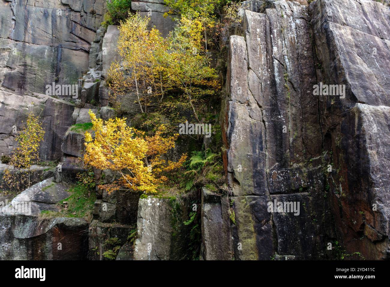 Un jeune arbre de bouleau avec des feuilles d'automne dorées poussant dans une crevasse rocheuse à Millstone Edge, Bolehill Quarry, Peak District National Park, Derbyshire Banque D'Images