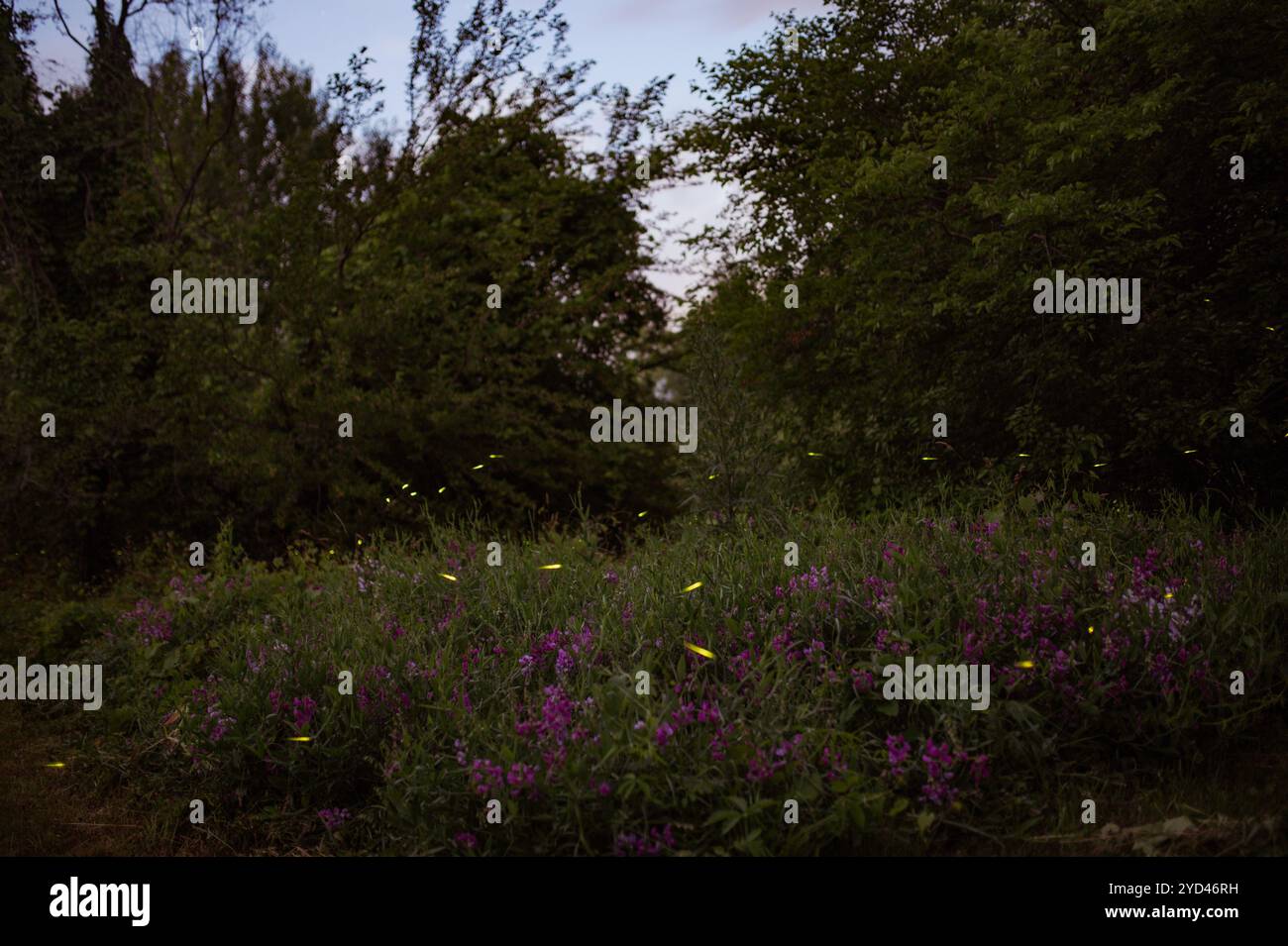 Lucioles et fleurs sauvages violettes au crépuscule dans les bois Banque D'Images
