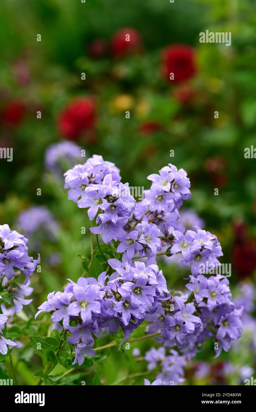 Campanula Lactisflora variété de Prichard,fleurs violet-bleu en forme de cloche,fleurs,fleurs,vivaces,jardin de cottage,jardins,RM Floral Banque D'Images