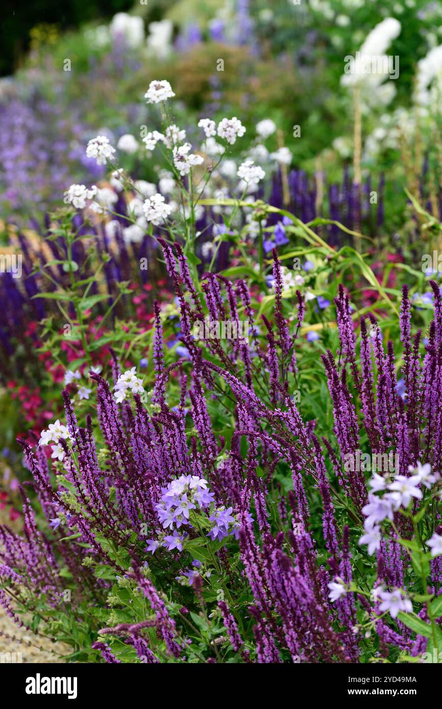 Salvia nemorosa nouvelle dimension rose, Salvia nemorosa Caradonna, fleurs violettes, vivaces, pérennes, pointe de fleur, pointes, flèche de fleur, flèches, lit mixte, Bor Banque D'Images