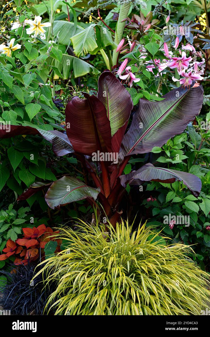 Hakonechloa macra aureola,Ensete ventricosum Maurelii,herbe et banane,graminées et plante de banane,programme de plantation tropical,plantation exotique,gard tropical Banque D'Images