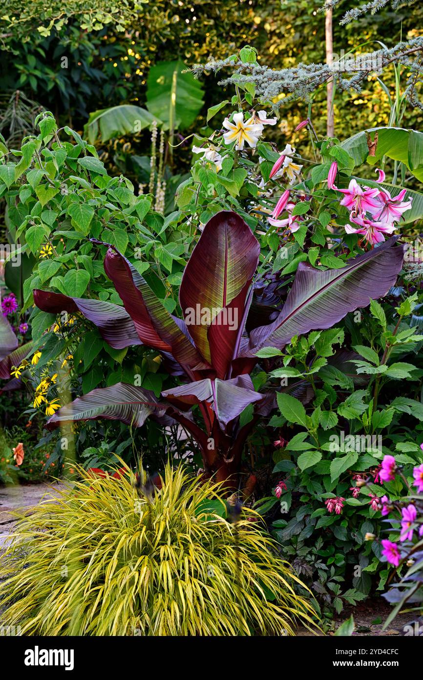 Hakonechloa macra aureola,Ensete ventricosum Maurelii,herbe et banane,graminées et plante de banane,programme de plantation tropical,plantation exotique,gard tropical Banque D'Images