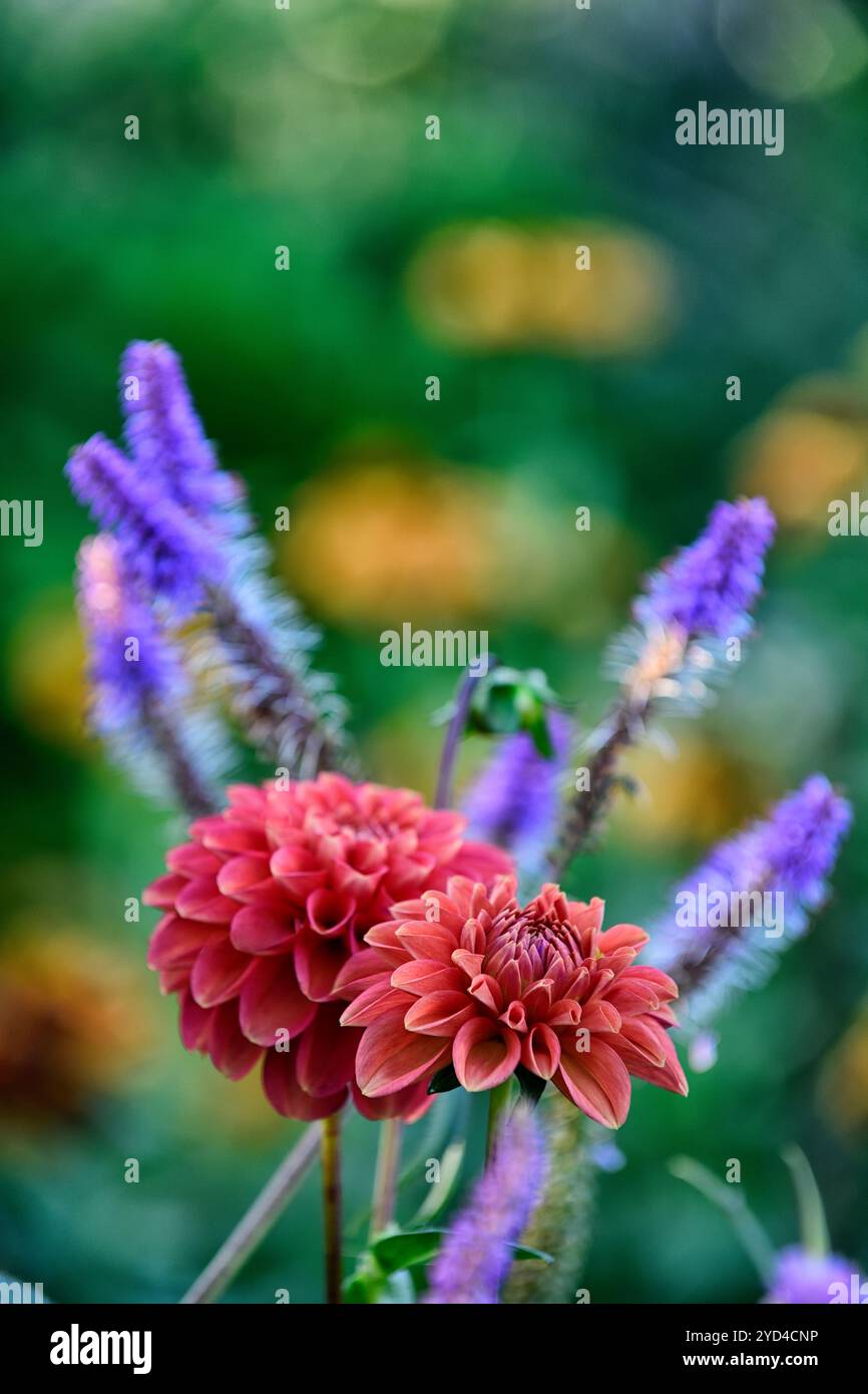 dahlia aube américaine, veronicastrum, corail pêche strié dahlia couleur abricot, schéma de plantation mixte, flou et orange, jardins, RM Floral Banque D'Images