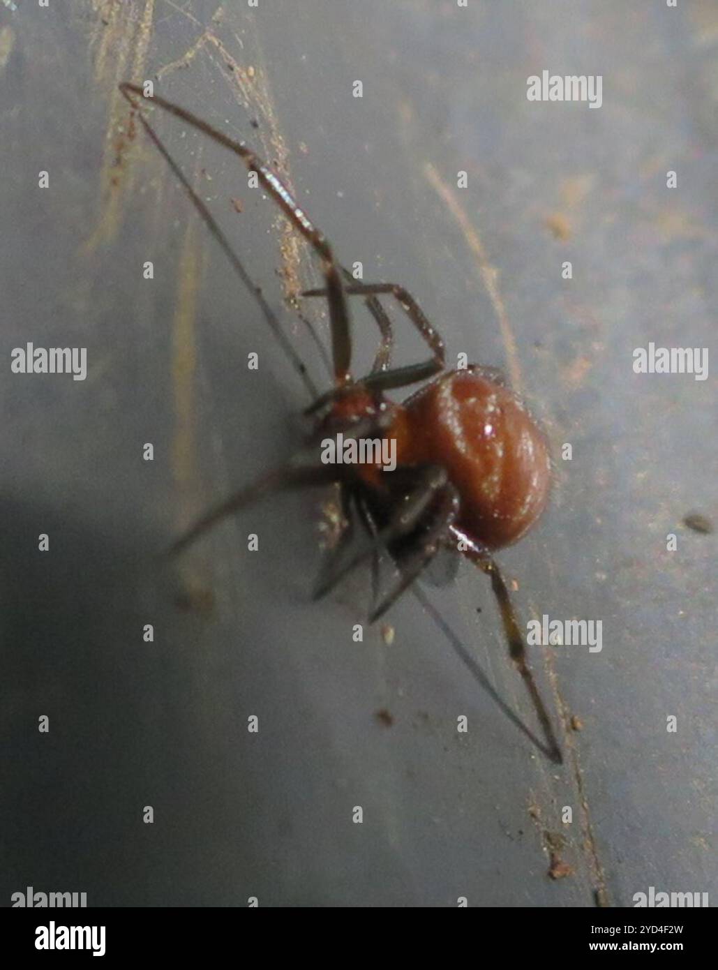 Araignée noire en toile de Cobalt (Steatoda capensis) Banque D'Images