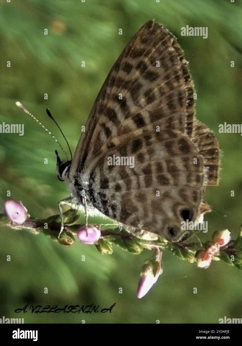 Lang's Short-tail Blue (Leptotes pirithous) Banque D'Images