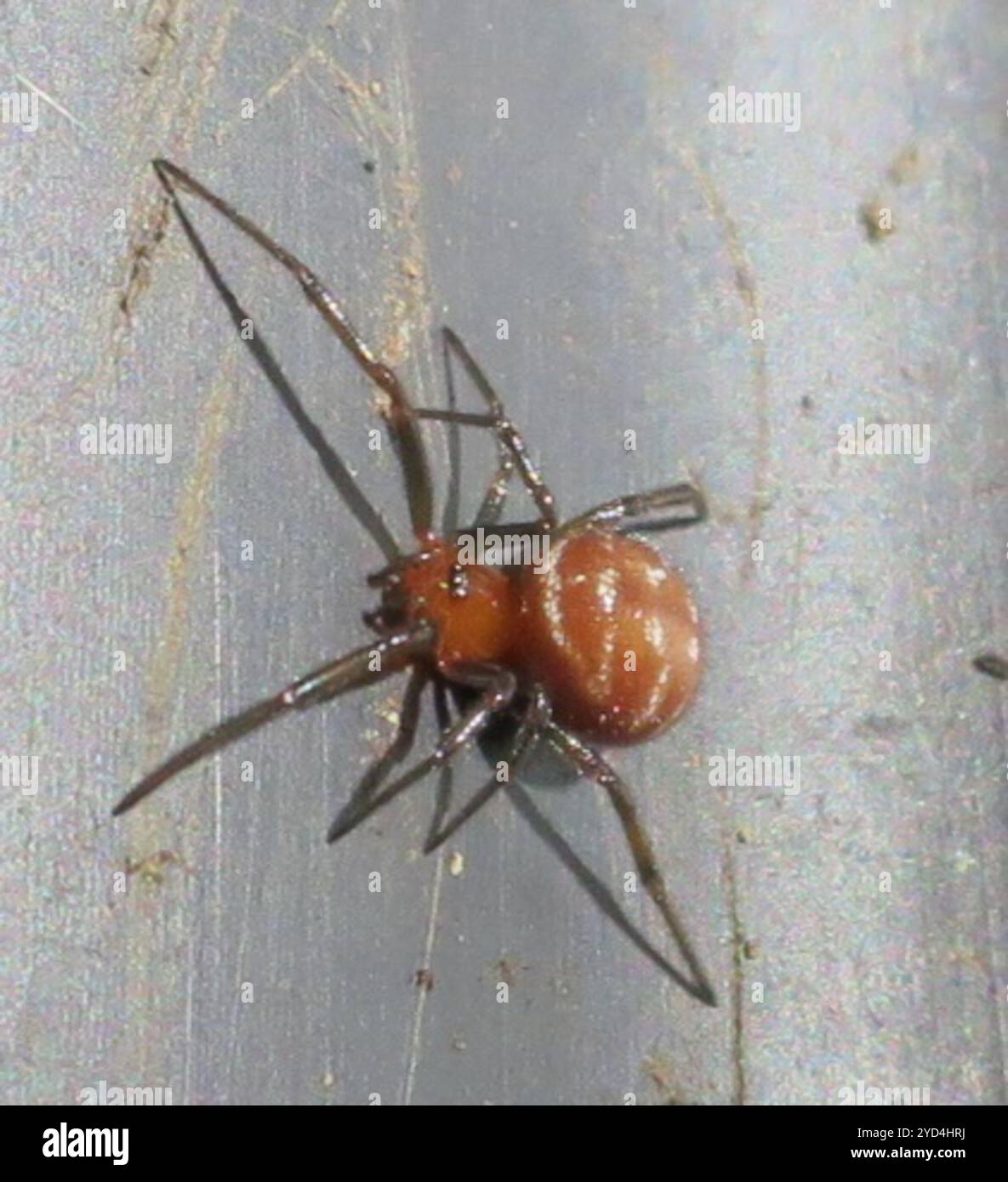 Araignée noire en toile de Cobalt (Steatoda capensis) Banque D'Images