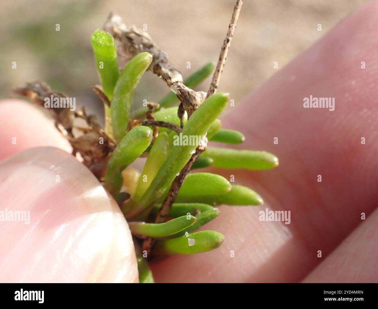 Saltmarsh Sand Spurry (Spergularia marina) Banque D'Images