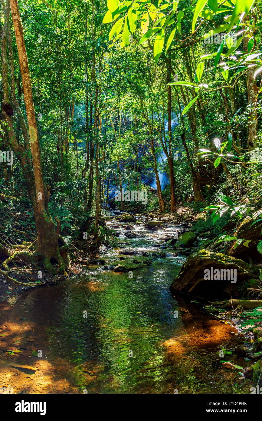 Végétation traversée par la rivière au milieu des rochers Banque D'Images