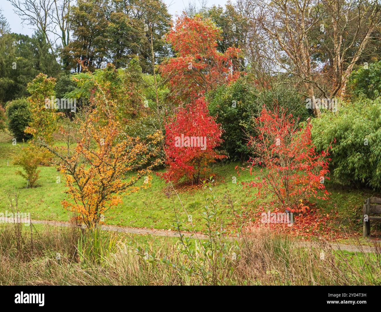 Couleur automnale de Photinia villosa et Stewartia sinensis dans l'Arboretum du Garden House, Devon, Royaume-Uni Banque D'Images