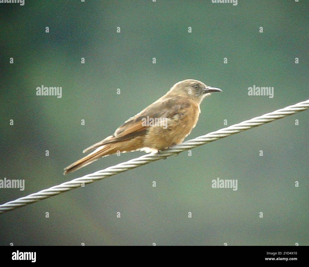 Cliff Flycatcher (Hirundinea ferruginea) Banque D'Images