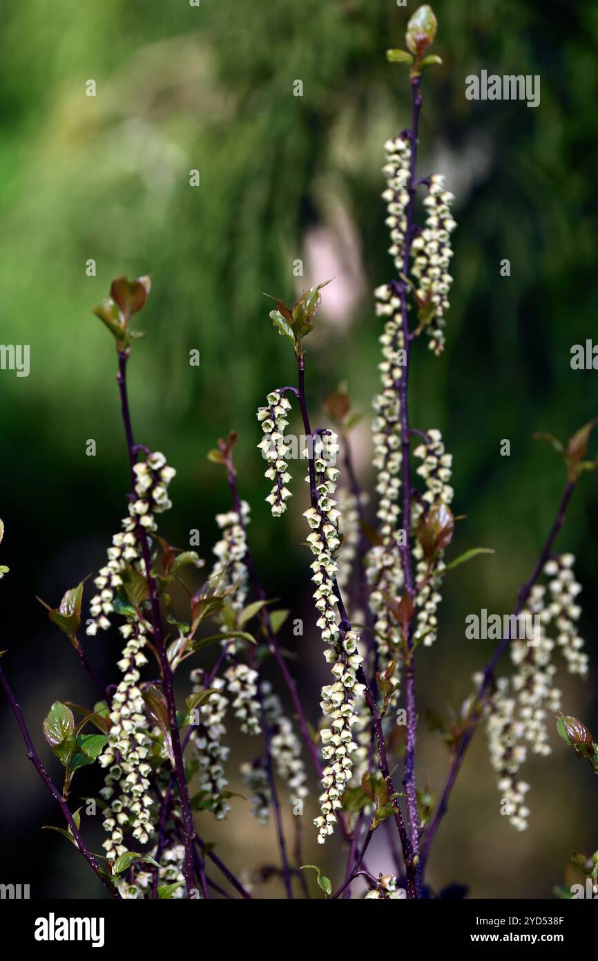Stachyurus chinensis celina, fleurs en forme de cloche, fleur en forme de cloche, fleurs jaune pâle, raceme, racemes, jardin de printemps, RM Floral Banque D'Images