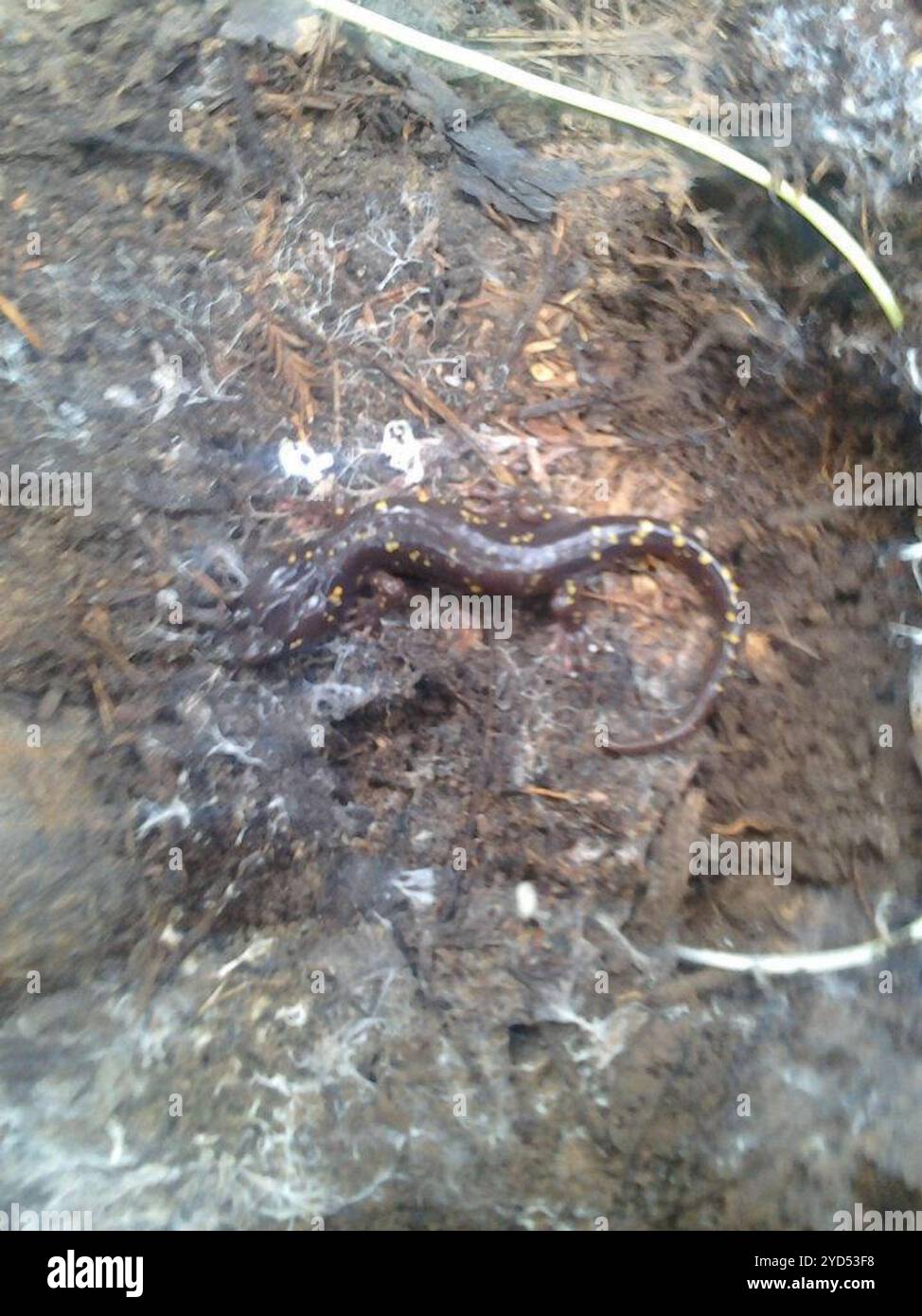 Salamandre arboricole (Aneides lugubris) Banque D'Images