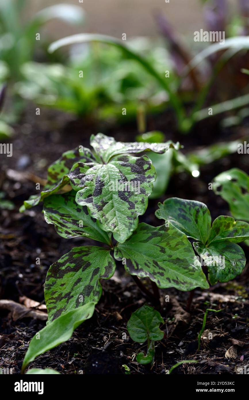 trillium, feuilles tachetées, feuillage tacheté, jardin boisé, plantes des bois, ombre, ombragé, ombragé, RM Floral Banque D'Images