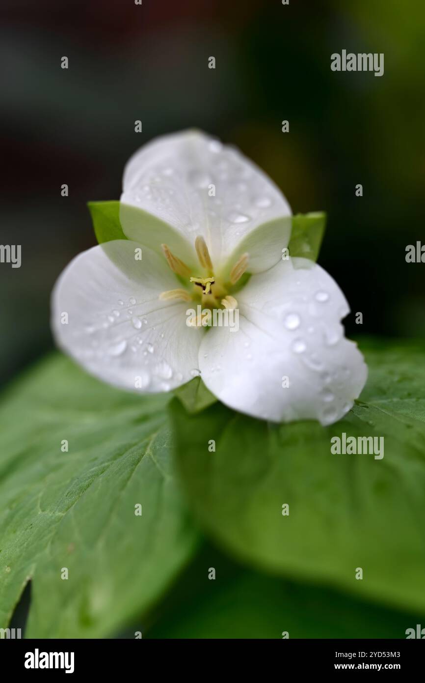 trillium camschatcense, Kamchatka trillium, fleur blanche, fleur blanche trillium, jardin boisé, ombre, shadt, jardin ombragé, RM Floral Banque D'Images