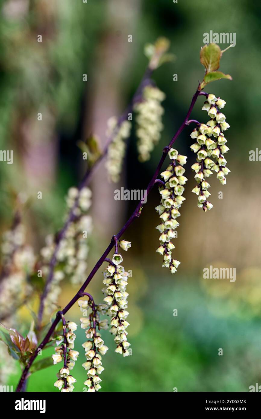 Stachyurus chinensis celina, fleurs en forme de cloche, fleur en forme de cloche, fleurs jaune pâle, raceme, racemes, jardin de printemps, RM Floral Banque D'Images