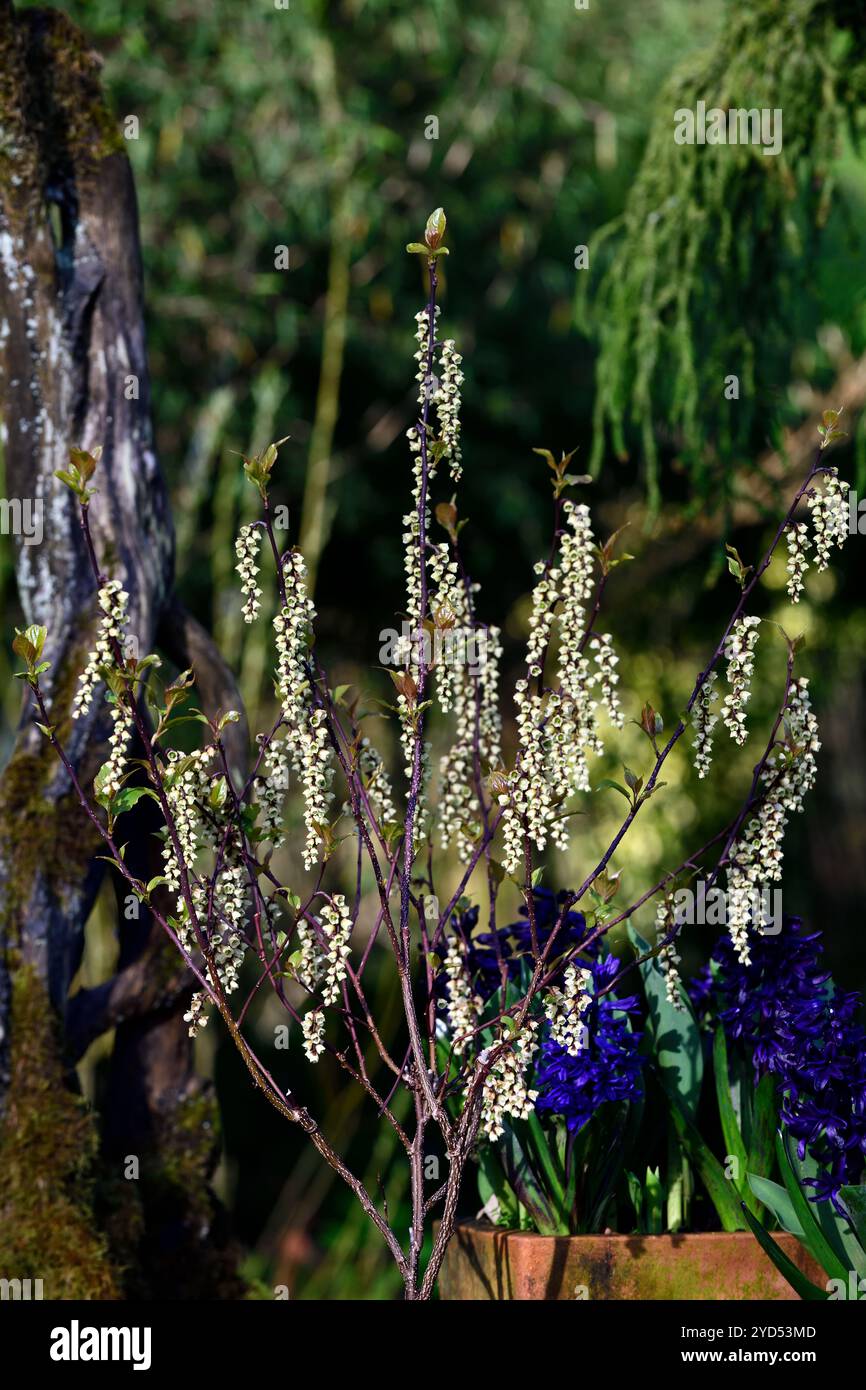 Stachyurus chinensis celina, fleurs en forme de cloche, fleur en forme de cloche, fleurs jaune pâle, raceme, racemes, jardin de printemps, RM Floral Banque D'Images
