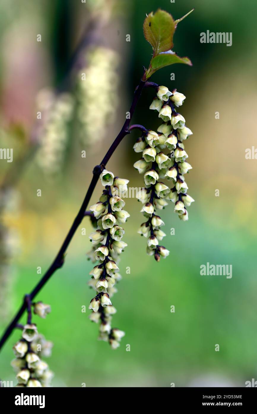 Stachyurus chinensis celina, fleurs en forme de cloche, fleur en forme de cloche, fleurs jaune pâle, raceme, racemes, jardin de printemps, RM Floral Banque D'Images