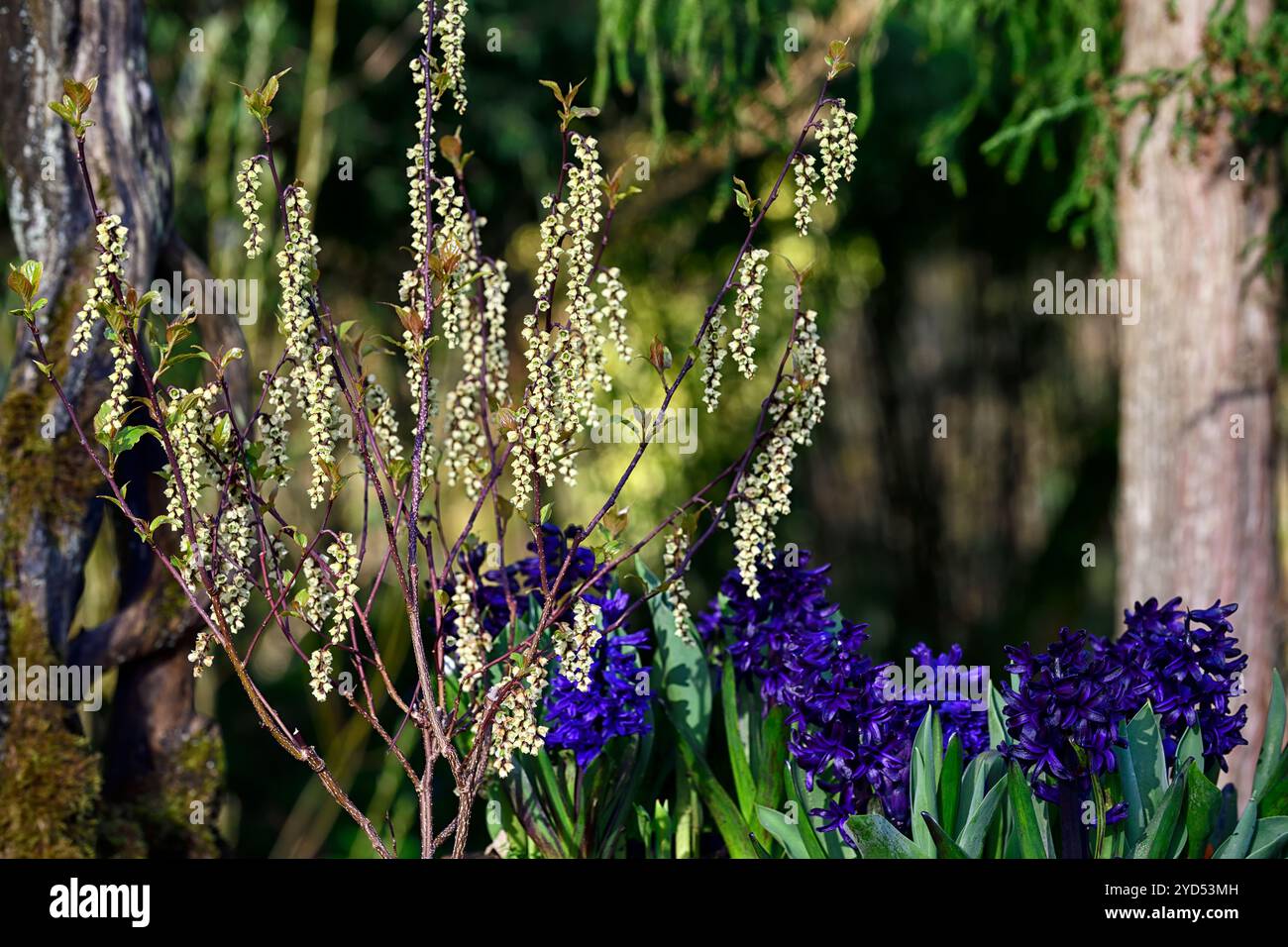 Stachyurus chinensis celina, fleurs en forme de cloche, fleur en forme de cloche, fleurs jaune pâle, raceme, racemes, jardin de printemps, RM Floral Banque D'Images