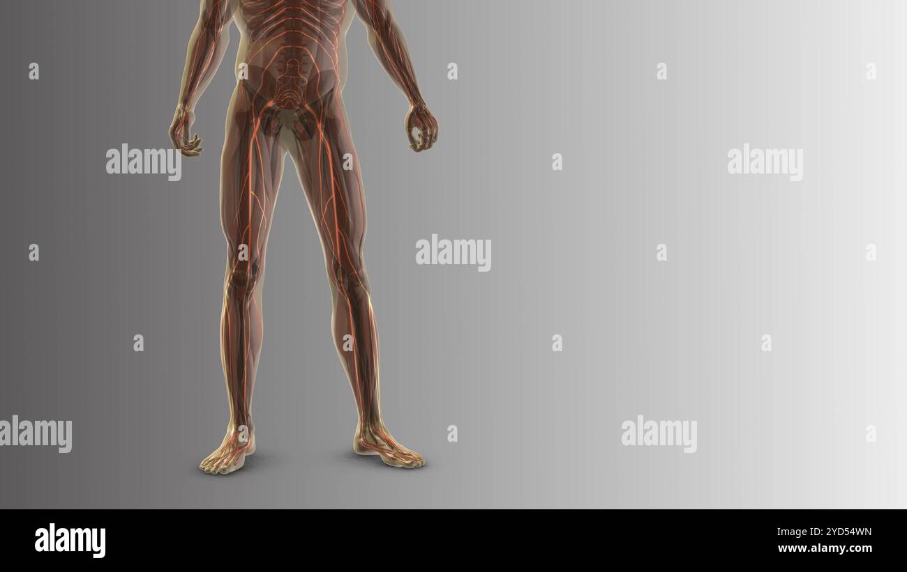 Douleur sciatique de la taille jusqu'aux jambes Banque D'Images