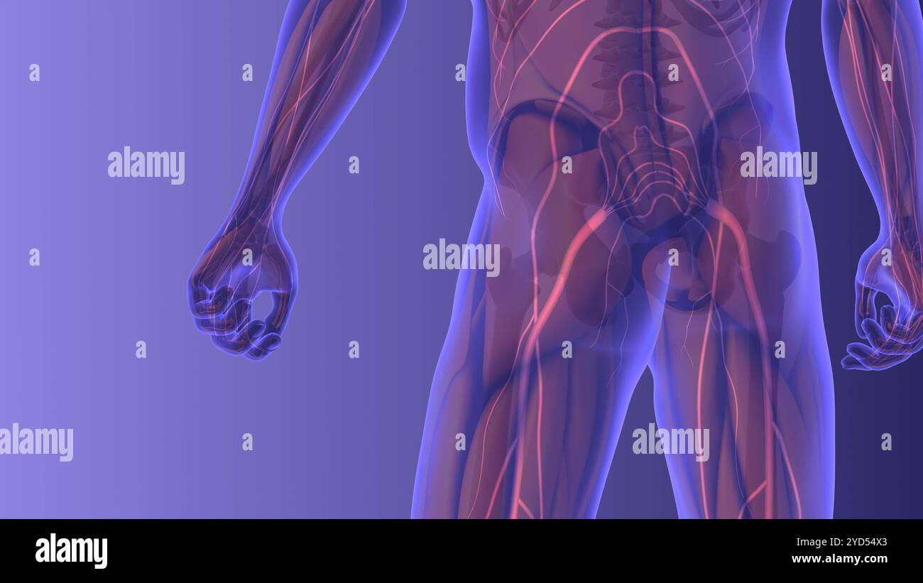 Conception médicale de la douleur sciatique Banque D'Images