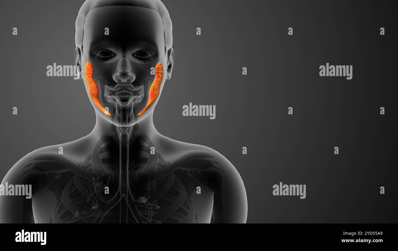 Anatomie parotidienne concept médical Banque D'Images