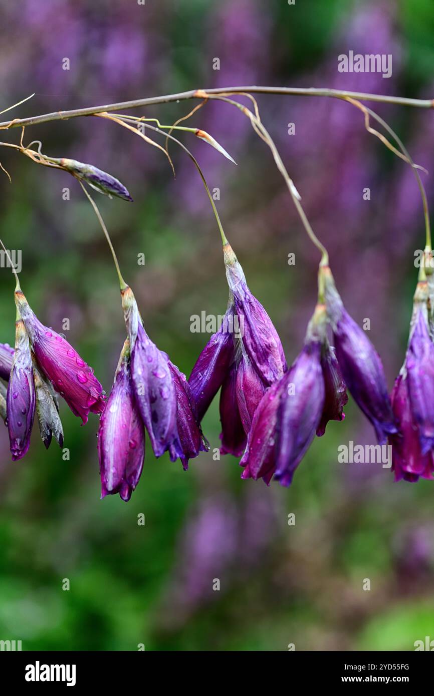Dierama pulcherrimum,fleurs violettes roses,fleurs,vivaces,arbing,bancale,pendante,en forme de cloche,anges de pêche tiges,RM Floral Banque D'Images