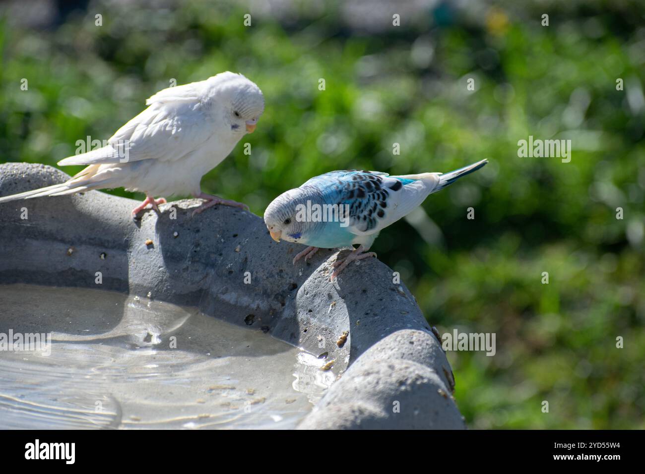 Deux oiseaux blancs et bleus buvant dans une fontaine dans un parc Banque D'Images